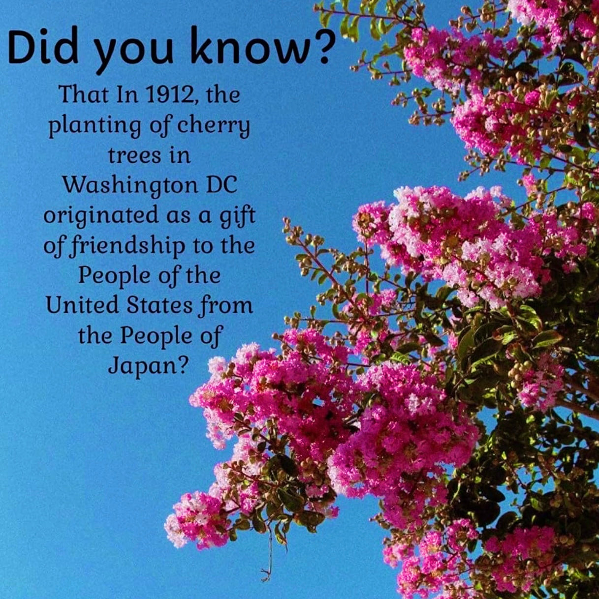 Cherry Blossom Coconut Oil